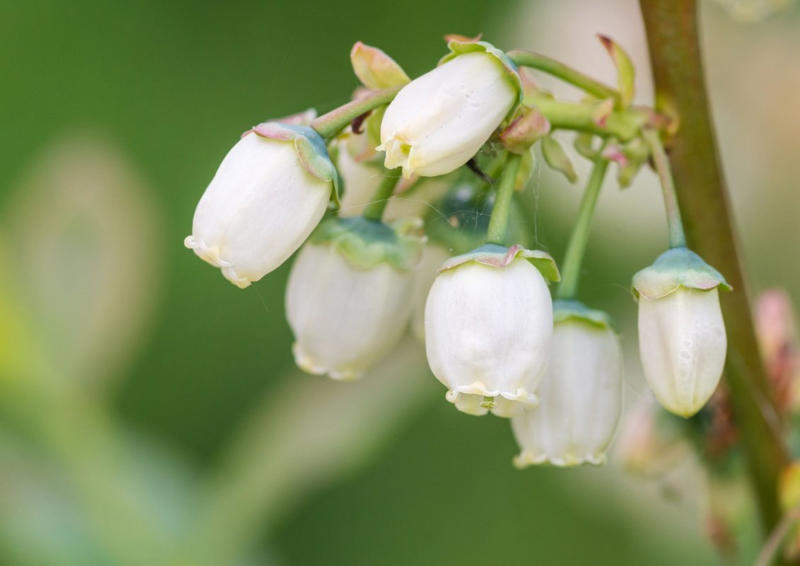 春に咲く「釣り鐘型の花」が可愛い低木3選, “一目で惹かれる”華やかな「フクシア」, かわいいだけじゃない、実まで楽しめる「ブルーベリー」, 庭になじむ、連なって咲くナチュラルな「ドウダンツツジ」, 【ガーデニング豆知識】日なた、日陰、半日陰、明るい日陰とは？