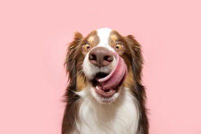 要注意！犬が誤飲すると死ぬかもしれないモノ, 農薬・除草剤などの化学物質, チョコレートやネギ類など犬にとって有毒な食べ物, 折れた骨や針など尖ったモノ, すぐ病院へ！誤飲後の危険な症状, よだれが止まらない