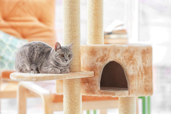 猫を不幸にする飼い主の5つの特徴, 1.健康・食事管理に無頓着, 2.猫の気持ちを無視したコミュニケーション, 3.お世話をさぼる, 4.経済的に余裕がない, 5.飼育環境が不適切, 猫を不幸にしないためにも行動を見直すべき理由