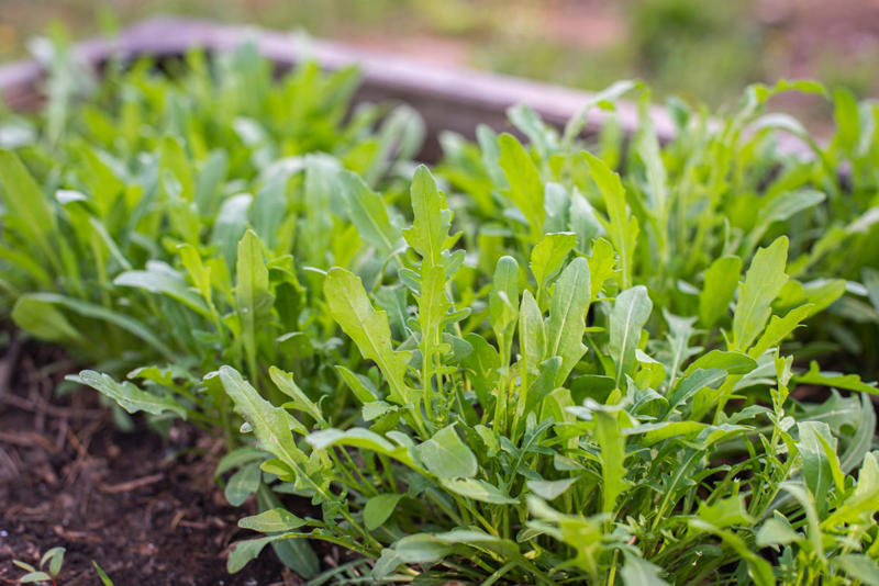 Radishes, Leaf Lettuces, Garden Cress, Asian Greens