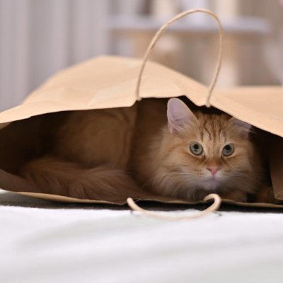 猫を不幸にする飼い主の5つの特徴, 1.健康・食事管理に無頓着, 2.猫の気持ちを無視したコミュニケーション, 3.お世話をさぼる, 4.経済的に余裕がない, 5.飼育環境が不適切, 猫を不幸にしないためにも行動を見直すべき理由