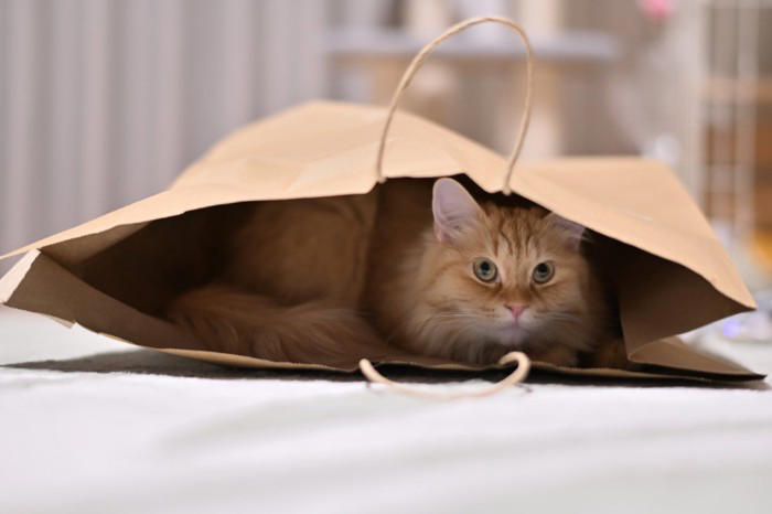 猫を不幸にする飼い主の5つの特徴, 1.健康・食事管理に無頓着, 2.猫の気持ちを無視したコミュニケーション, 3.お世話をさぼる, 4.経済的に余裕がない, 5.飼育環境が不適切, 猫を不幸にしないためにも行動を見直すべき理由