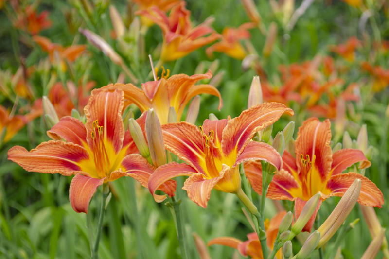 Selecting Perennials That Will Spread In Your Garden, Agastache, Coreopsis, Kniphofia, Perennial Geranium, Bee Balm, Blanket Flower
