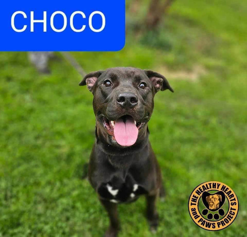 ADOPT, FOSTER, DONATE, VOLUNTEER