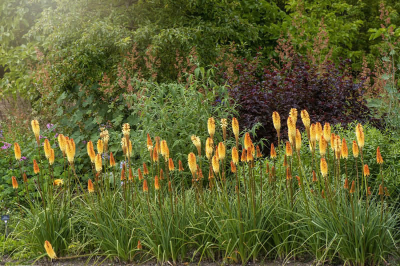 Selecting Perennials That Will Spread In Your Garden, Agastache, Coreopsis, Kniphofia, Perennial Geranium, Bee Balm, Blanket Flower
