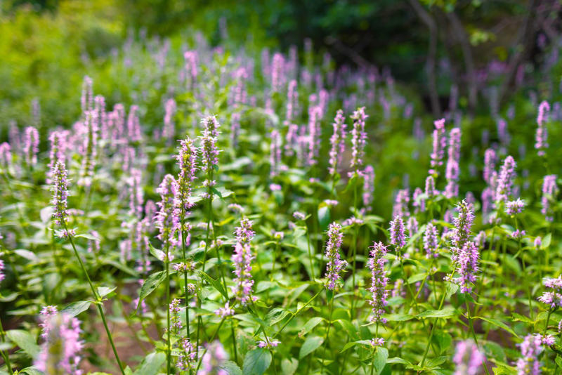 Selecting Perennials That Will Spread In Your Garden, Agastache, Coreopsis, Kniphofia, Perennial Geranium, Bee Balm, Blanket Flower