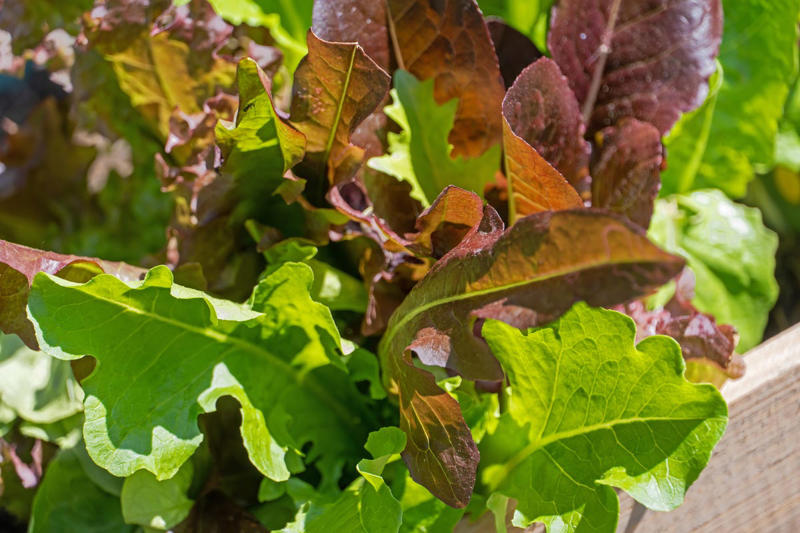 Radishes, Leaf Lettuces, Garden Cress, Asian Greens