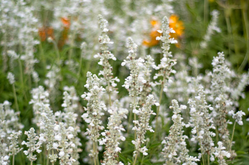 Selecting Perennials That Will Spread In Your Garden, Agastache, Coreopsis, Kniphofia, Perennial Geranium, Bee Balm, Blanket Flower