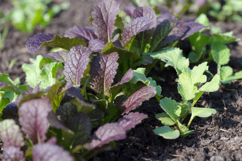 Radishes, Leaf Lettuces, Garden Cress, Asian Greens