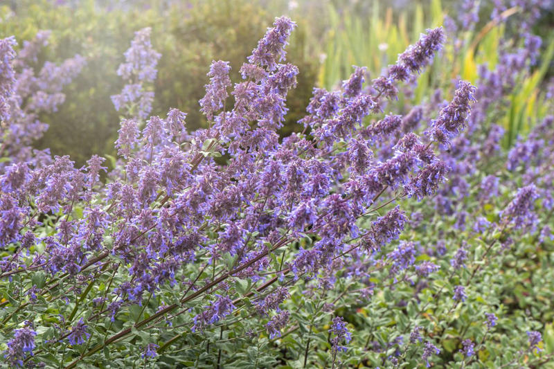 Selecting Perennials That Will Spread In Your Garden, Agastache, Coreopsis, Kniphofia, Perennial Geranium, Bee Balm, Blanket Flower
