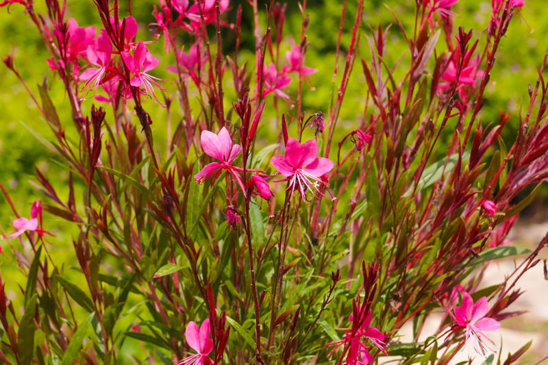 Selecting Perennials That Will Spread In Your Garden, Agastache, Coreopsis, Kniphofia, Perennial Geranium, Bee Balm, Blanket Flower