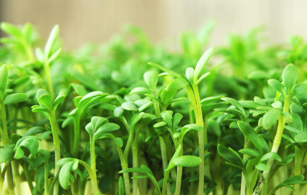 Radishes, Leaf Lettuces, Garden Cress, Asian Greens