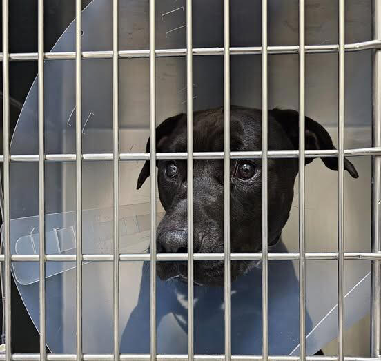 ADOPT, FOSTER, DONATE, VOLUNTEER