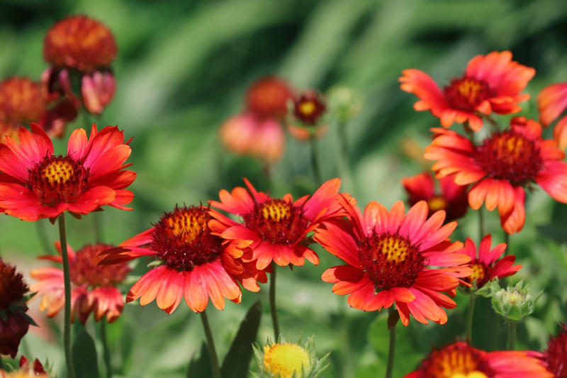 Selecting Perennials That Will Spread In Your Garden, Agastache, Coreopsis, Kniphofia, Perennial Geranium, Bee Balm, Blanket Flower