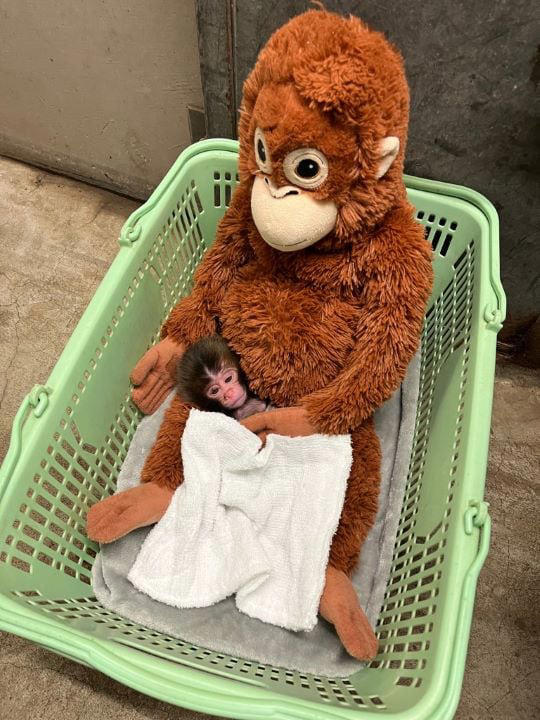 「サル山担当」になり1カ月半で、パンチくんを人工哺育, パンチくんを「保育器に入れなかった」理由, ぬいぐるみは「人への過剰な依存」を避ける目的もある, 群れに戻すことは非常に難しい, 飼育員が「やさしくしてくれるサル」を見極めた, “無邪気で活発”なパンチくんの強み