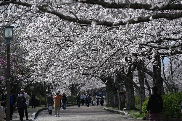 【東北】今見頃・まもなく見頃を迎えそうな名所の桜, 【関東】今見頃・まもなく見頃を迎えそうな名所の桜, 【甲信越】今見頃・まもなく見頃を迎えそうな名所の桜, 【北陸】今見頃・まもなく見頃を迎えそうな名所の桜, 【東海】今見頃・まもなく見頃を迎えそうな名所の桜, 【関西】今見頃・まもなく見頃を迎えそうな名所の桜, 【中国】今見頃・まもなく見頃を迎えそうな名所の桜, 【四国】今見頃・まもなく見頃を迎えそうな名所の桜, 【九州】今見頃・まもなく見頃を迎えそうな名所の桜