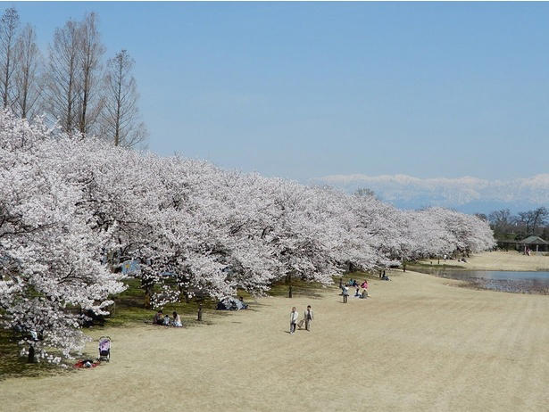 【東北】今見頃・まもなく見頃を迎えそうな名所の桜, 【関東】今見頃・まもなく見頃を迎えそうな名所の桜, 【甲信越】今見頃・まもなく見頃を迎えそうな名所の桜, 【北陸】今見頃・まもなく見頃を迎えそうな名所の桜, 【東海】今見頃・まもなく見頃を迎えそうな名所の桜, 【関西】今見頃・まもなく見頃を迎えそうな名所の桜, 【中国】今見頃・まもなく見頃を迎えそうな名所の桜, 【四国】今見頃・まもなく見頃を迎えそうな名所の桜, 【九州】今見頃・まもなく見頃を迎えそうな名所の桜