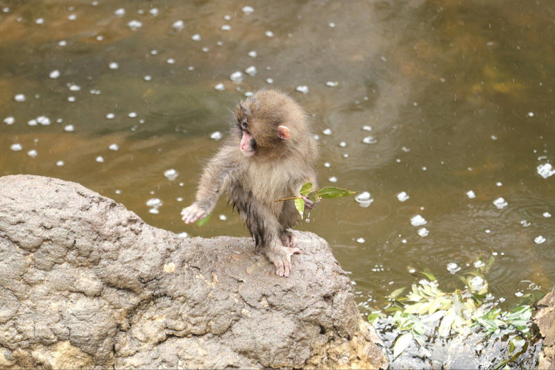 「サル山担当」になり1カ月半で、パンチくんを人工哺育, パンチくんを「保育器に入れなかった」理由, ぬいぐるみは「人への過剰な依存」を避ける目的もある, 群れに戻すことは非常に難しい, 飼育員が「やさしくしてくれるサル」を見極めた, “無邪気で活発”なパンチくんの強み