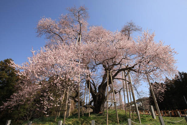 【東北】今見頃・まもなく見頃を迎えそうな名所の桜, 【関東】今見頃・まもなく見頃を迎えそうな名所の桜, 【甲信越】今見頃・まもなく見頃を迎えそうな名所の桜, 【北陸】今見頃・まもなく見頃を迎えそうな名所の桜, 【東海】今見頃・まもなく見頃を迎えそうな名所の桜, 【関西】今見頃・まもなく見頃を迎えそうな名所の桜, 【中国】今見頃・まもなく見頃を迎えそうな名所の桜, 【四国】今見頃・まもなく見頃を迎えそうな名所の桜, 【九州】今見頃・まもなく見頃を迎えそうな名所の桜