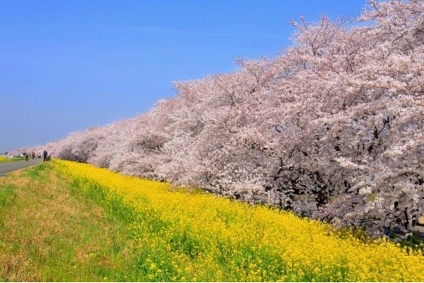 【東北】今見頃・まもなく見頃を迎えそうな名所の桜, 【関東】今見頃・まもなく見頃を迎えそうな名所の桜, 【甲信越】今見頃・まもなく見頃を迎えそうな名所の桜, 【北陸】今見頃・まもなく見頃を迎えそうな名所の桜, 【東海】今見頃・まもなく見頃を迎えそうな名所の桜, 【関西】今見頃・まもなく見頃を迎えそうな名所の桜, 【中国】今見頃・まもなく見頃を迎えそうな名所の桜, 【四国】今見頃・まもなく見頃を迎えそうな名所の桜, 【九州】今見頃・まもなく見頃を迎えそうな名所の桜