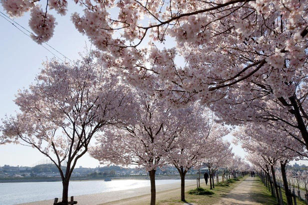 【東北】今見頃・まもなく見頃を迎えそうな名所の桜, 【関東】今見頃・まもなく見頃を迎えそうな名所の桜, 【甲信越】今見頃・まもなく見頃を迎えそうな名所の桜, 【北陸】今見頃・まもなく見頃を迎えそうな名所の桜, 【東海】今見頃・まもなく見頃を迎えそうな名所の桜, 【関西】今見頃・まもなく見頃を迎えそうな名所の桜, 【中国】今見頃・まもなく見頃を迎えそうな名所の桜, 【四国】今見頃・まもなく見頃を迎えそうな名所の桜, 【九州】今見頃・まもなく見頃を迎えそうな名所の桜