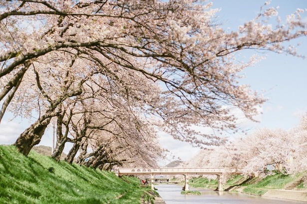【東北】今見頃・まもなく見頃を迎えそうな名所の桜, 【関東】今見頃・まもなく見頃を迎えそうな名所の桜, 【甲信越】今見頃・まもなく見頃を迎えそうな名所の桜, 【北陸】今見頃・まもなく見頃を迎えそうな名所の桜, 【東海】今見頃・まもなく見頃を迎えそうな名所の桜, 【関西】今見頃・まもなく見頃を迎えそうな名所の桜, 【中国】今見頃・まもなく見頃を迎えそうな名所の桜, 【四国】今見頃・まもなく見頃を迎えそうな名所の桜, 【九州】今見頃・まもなく見頃を迎えそうな名所の桜