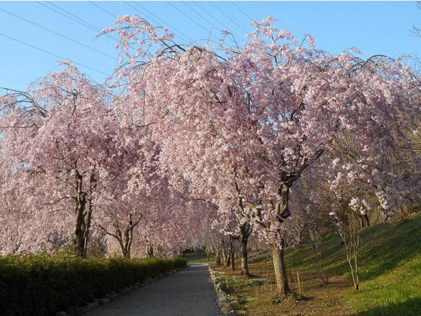 【東北】今見頃・まもなく見頃を迎えそうな名所の桜, 【関東】今見頃・まもなく見頃を迎えそうな名所の桜, 【甲信越】今見頃・まもなく見頃を迎えそうな名所の桜, 【北陸】今見頃・まもなく見頃を迎えそうな名所の桜, 【東海】今見頃・まもなく見頃を迎えそうな名所の桜, 【関西】今見頃・まもなく見頃を迎えそうな名所の桜, 【中国】今見頃・まもなく見頃を迎えそうな名所の桜, 【四国】今見頃・まもなく見頃を迎えそうな名所の桜, 【九州】今見頃・まもなく見頃を迎えそうな名所の桜