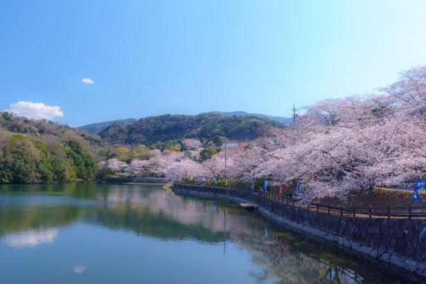 【東北】今見頃・まもなく見頃を迎えそうな名所の桜, 【関東】今見頃・まもなく見頃を迎えそうな名所の桜, 【甲信越】今見頃・まもなく見頃を迎えそうな名所の桜, 【北陸】今見頃・まもなく見頃を迎えそうな名所の桜, 【東海】今見頃・まもなく見頃を迎えそうな名所の桜, 【関西】今見頃・まもなく見頃を迎えそうな名所の桜, 【中国】今見頃・まもなく見頃を迎えそうな名所の桜, 【四国】今見頃・まもなく見頃を迎えそうな名所の桜, 【九州】今見頃・まもなく見頃を迎えそうな名所の桜
