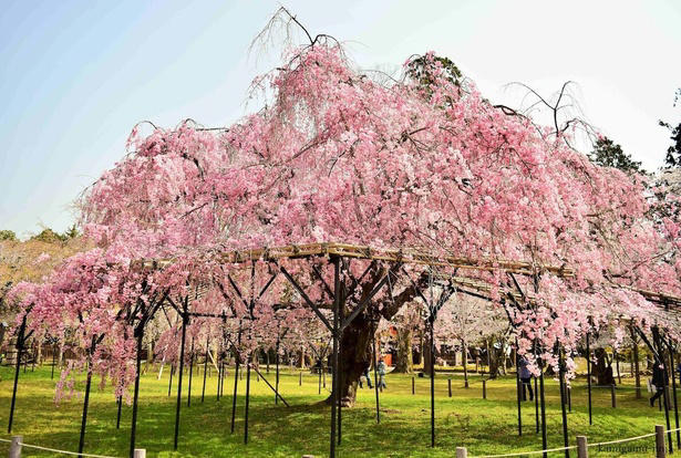 【東北】今見頃・まもなく見頃を迎えそうな名所の桜, 【関東】今見頃・まもなく見頃を迎えそうな名所の桜, 【甲信越】今見頃・まもなく見頃を迎えそうな名所の桜, 【北陸】今見頃・まもなく見頃を迎えそうな名所の桜, 【東海】今見頃・まもなく見頃を迎えそうな名所の桜, 【関西】今見頃・まもなく見頃を迎えそうな名所の桜, 【中国】今見頃・まもなく見頃を迎えそうな名所の桜, 【四国】今見頃・まもなく見頃を迎えそうな名所の桜, 【九州】今見頃・まもなく見頃を迎えそうな名所の桜