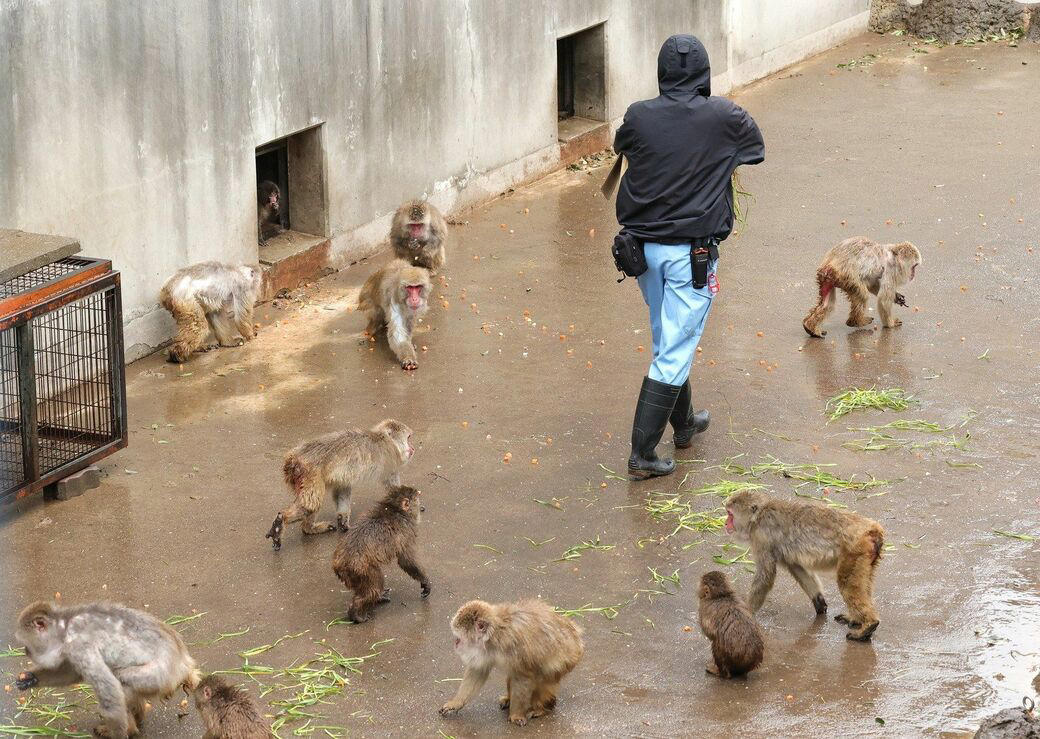「サル山担当」になり1カ月半で、パンチくんを人工哺育, パンチくんを「保育器に入れなかった」理由, ぬいぐるみは「人への過剰な依存」を避ける目的もある, 群れに戻すことは非常に難しい, 飼育員が「やさしくしてくれるサル」を見極めた, “無邪気で活発”なパンチくんの強み