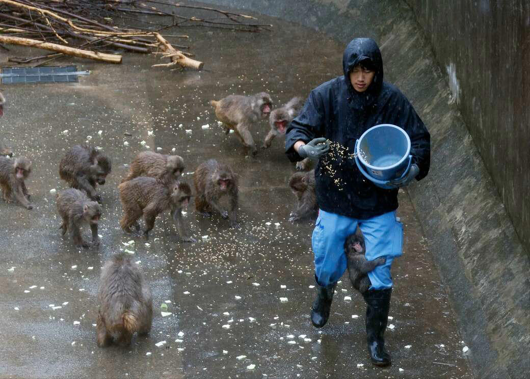 「サル山担当」になり1カ月半で、パンチくんを人工哺育, パンチくんを「保育器に入れなかった」理由, ぬいぐるみは「人への過剰な依存」を避ける目的もある, 群れに戻すことは非常に難しい, 飼育員が「やさしくしてくれるサル」を見極めた, “無邪気で活発”なパンチくんの強み