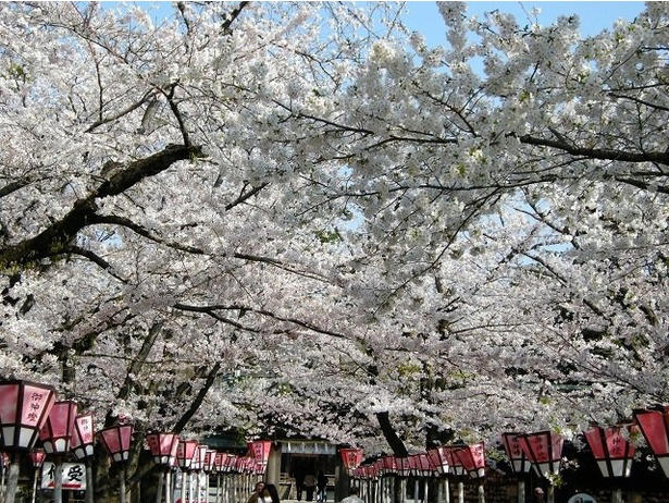 【東北】今見頃・まもなく見頃を迎えそうな名所の桜, 【関東】今見頃・まもなく見頃を迎えそうな名所の桜, 【甲信越】今見頃・まもなく見頃を迎えそうな名所の桜, 【北陸】今見頃・まもなく見頃を迎えそうな名所の桜, 【東海】今見頃・まもなく見頃を迎えそうな名所の桜, 【関西】今見頃・まもなく見頃を迎えそうな名所の桜, 【中国】今見頃・まもなく見頃を迎えそうな名所の桜, 【四国】今見頃・まもなく見頃を迎えそうな名所の桜, 【九州】今見頃・まもなく見頃を迎えそうな名所の桜