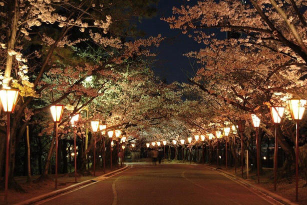 【東北】今見頃・まもなく見頃を迎えそうな名所の桜, 【関東】今見頃・まもなく見頃を迎えそうな名所の桜, 【甲信越】今見頃・まもなく見頃を迎えそうな名所の桜, 【北陸】今見頃・まもなく見頃を迎えそうな名所の桜, 【東海】今見頃・まもなく見頃を迎えそうな名所の桜, 【関西】今見頃・まもなく見頃を迎えそうな名所の桜, 【中国】今見頃・まもなく見頃を迎えそうな名所の桜, 【四国】今見頃・まもなく見頃を迎えそうな名所の桜, 【九州】今見頃・まもなく見頃を迎えそうな名所の桜