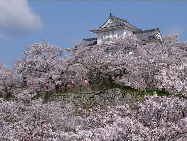 【東北】今見頃・まもなく見頃を迎えそうな名所の桜, 【関東】今見頃・まもなく見頃を迎えそうな名所の桜, 【甲信越】今見頃・まもなく見頃を迎えそうな名所の桜, 【北陸】今見頃・まもなく見頃を迎えそうな名所の桜, 【東海】今見頃・まもなく見頃を迎えそうな名所の桜, 【関西】今見頃・まもなく見頃を迎えそうな名所の桜, 【中国】今見頃・まもなく見頃を迎えそうな名所の桜, 【四国】今見頃・まもなく見頃を迎えそうな名所の桜, 【九州】今見頃・まもなく見頃を迎えそうな名所の桜