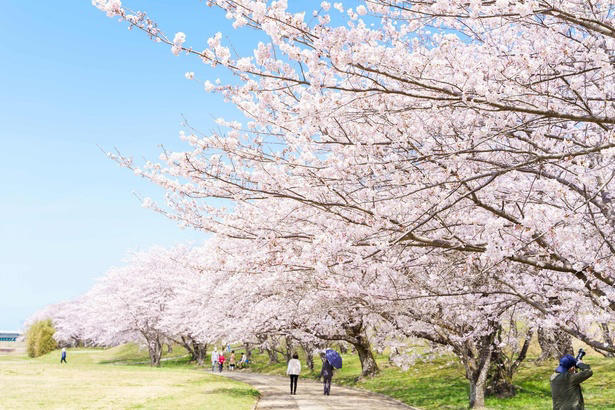【東北】今見頃・まもなく見頃を迎えそうな名所の桜, 【関東】今見頃・まもなく見頃を迎えそうな名所の桜, 【甲信越】今見頃・まもなく見頃を迎えそうな名所の桜, 【北陸】今見頃・まもなく見頃を迎えそうな名所の桜, 【東海】今見頃・まもなく見頃を迎えそうな名所の桜, 【関西】今見頃・まもなく見頃を迎えそうな名所の桜, 【中国】今見頃・まもなく見頃を迎えそうな名所の桜, 【四国】今見頃・まもなく見頃を迎えそうな名所の桜, 【九州】今見頃・まもなく見頃を迎えそうな名所の桜