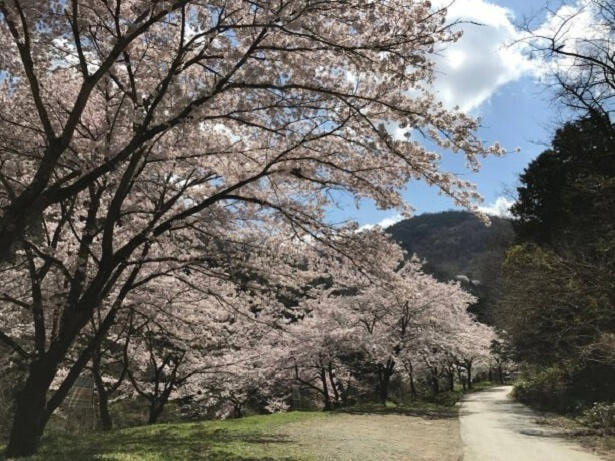【東北】今見頃・まもなく見頃を迎えそうな名所の桜, 【関東】今見頃・まもなく見頃を迎えそうな名所の桜, 【甲信越】今見頃・まもなく見頃を迎えそうな名所の桜, 【北陸】今見頃・まもなく見頃を迎えそうな名所の桜, 【東海】今見頃・まもなく見頃を迎えそうな名所の桜, 【関西】今見頃・まもなく見頃を迎えそうな名所の桜, 【中国】今見頃・まもなく見頃を迎えそうな名所の桜, 【四国】今見頃・まもなく見頃を迎えそうな名所の桜, 【九州】今見頃・まもなく見頃を迎えそうな名所の桜