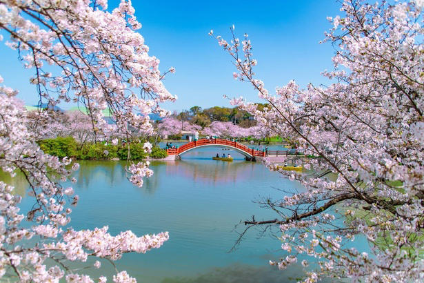【東北】今見頃・まもなく見頃を迎えそうな名所の桜, 【関東】今見頃・まもなく見頃を迎えそうな名所の桜, 【甲信越】今見頃・まもなく見頃を迎えそうな名所の桜, 【北陸】今見頃・まもなく見頃を迎えそうな名所の桜, 【東海】今見頃・まもなく見頃を迎えそうな名所の桜, 【関西】今見頃・まもなく見頃を迎えそうな名所の桜, 【中国】今見頃・まもなく見頃を迎えそうな名所の桜, 【四国】今見頃・まもなく見頃を迎えそうな名所の桜, 【九州】今見頃・まもなく見頃を迎えそうな名所の桜