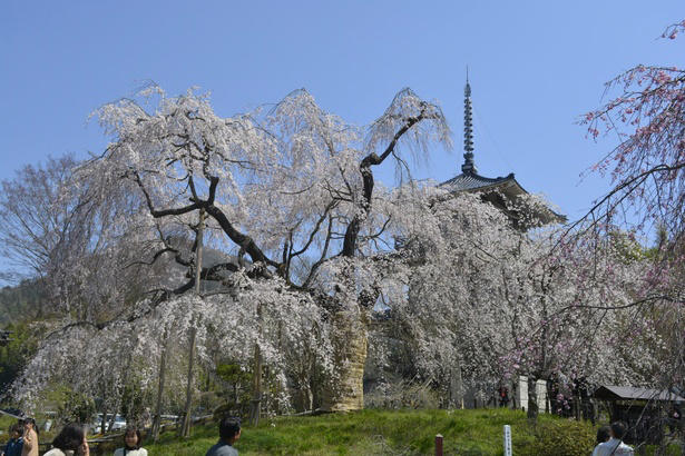 【東北】今見頃・まもなく見頃を迎えそうな名所の桜, 【関東】今見頃・まもなく見頃を迎えそうな名所の桜, 【甲信越】今見頃・まもなく見頃を迎えそうな名所の桜, 【北陸】今見頃・まもなく見頃を迎えそうな名所の桜, 【東海】今見頃・まもなく見頃を迎えそうな名所の桜, 【関西】今見頃・まもなく見頃を迎えそうな名所の桜, 【中国】今見頃・まもなく見頃を迎えそうな名所の桜, 【四国】今見頃・まもなく見頃を迎えそうな名所の桜, 【九州】今見頃・まもなく見頃を迎えそうな名所の桜