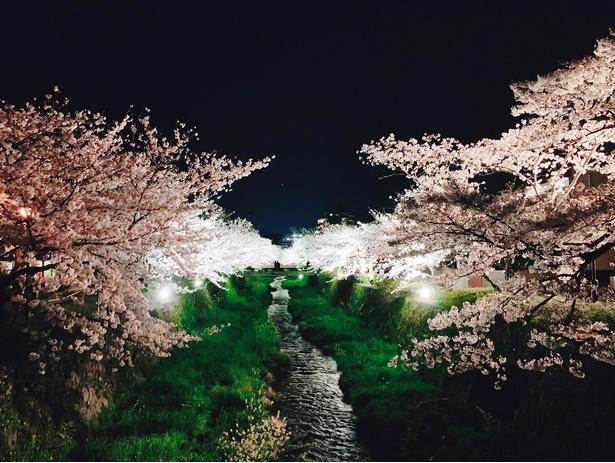 【東北】今見頃・まもなく見頃を迎えそうな名所の桜, 【関東】今見頃・まもなく見頃を迎えそうな名所の桜, 【甲信越】今見頃・まもなく見頃を迎えそうな名所の桜, 【北陸】今見頃・まもなく見頃を迎えそうな名所の桜, 【東海】今見頃・まもなく見頃を迎えそうな名所の桜, 【関西】今見頃・まもなく見頃を迎えそうな名所の桜, 【中国】今見頃・まもなく見頃を迎えそうな名所の桜, 【四国】今見頃・まもなく見頃を迎えそうな名所の桜, 【九州】今見頃・まもなく見頃を迎えそうな名所の桜