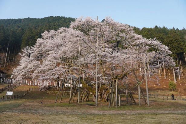 【東北】今見頃・まもなく見頃を迎えそうな名所の桜, 【関東】今見頃・まもなく見頃を迎えそうな名所の桜, 【甲信越】今見頃・まもなく見頃を迎えそうな名所の桜, 【北陸】今見頃・まもなく見頃を迎えそうな名所の桜, 【東海】今見頃・まもなく見頃を迎えそうな名所の桜, 【関西】今見頃・まもなく見頃を迎えそうな名所の桜, 【中国】今見頃・まもなく見頃を迎えそうな名所の桜, 【四国】今見頃・まもなく見頃を迎えそうな名所の桜, 【九州】今見頃・まもなく見頃を迎えそうな名所の桜