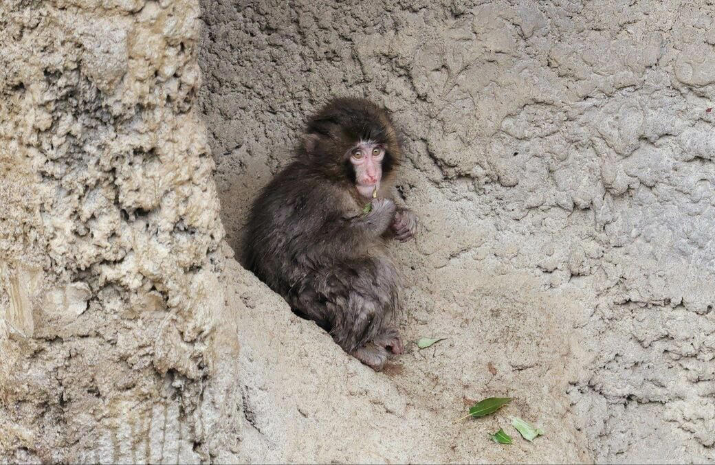 「サル山担当」になり1カ月半で、パンチくんを人工哺育, パンチくんを「保育器に入れなかった」理由, ぬいぐるみは「人への過剰な依存」を避ける目的もある, 群れに戻すことは非常に難しい, 飼育員が「やさしくしてくれるサル」を見極めた, “無邪気で活発”なパンチくんの強み