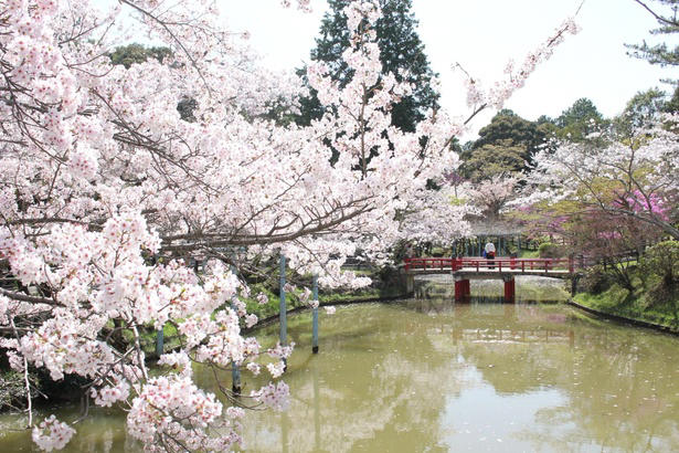 【東北】今見頃・まもなく見頃を迎えそうな名所の桜, 【関東】今見頃・まもなく見頃を迎えそうな名所の桜, 【甲信越】今見頃・まもなく見頃を迎えそうな名所の桜, 【北陸】今見頃・まもなく見頃を迎えそうな名所の桜, 【東海】今見頃・まもなく見頃を迎えそうな名所の桜, 【関西】今見頃・まもなく見頃を迎えそうな名所の桜, 【中国】今見頃・まもなく見頃を迎えそうな名所の桜, 【四国】今見頃・まもなく見頃を迎えそうな名所の桜, 【九州】今見頃・まもなく見頃を迎えそうな名所の桜
