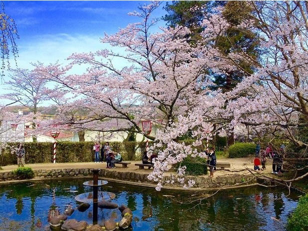 【東北】今見頃・まもなく見頃を迎えそうな名所の桜, 【関東】今見頃・まもなく見頃を迎えそうな名所の桜, 【甲信越】今見頃・まもなく見頃を迎えそうな名所の桜, 【北陸】今見頃・まもなく見頃を迎えそうな名所の桜, 【東海】今見頃・まもなく見頃を迎えそうな名所の桜, 【関西】今見頃・まもなく見頃を迎えそうな名所の桜, 【中国】今見頃・まもなく見頃を迎えそうな名所の桜, 【四国】今見頃・まもなく見頃を迎えそうな名所の桜, 【九州】今見頃・まもなく見頃を迎えそうな名所の桜