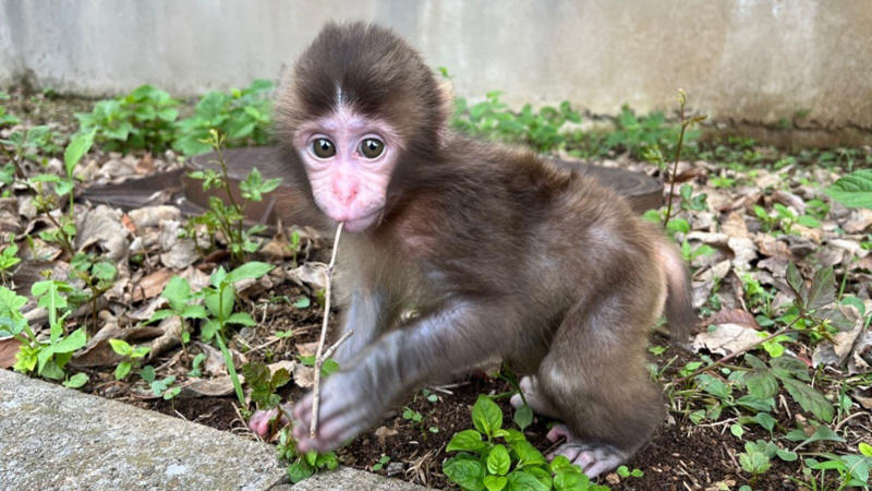 「サル山担当」になり1カ月半で、パンチくんを人工哺育, パンチくんを「保育器に入れなかった」理由, ぬいぐるみは「人への過剰な依存」を避ける目的もある, 群れに戻すことは非常に難しい, 飼育員が「やさしくしてくれるサル」を見極めた, “無邪気で活発”なパンチくんの強み