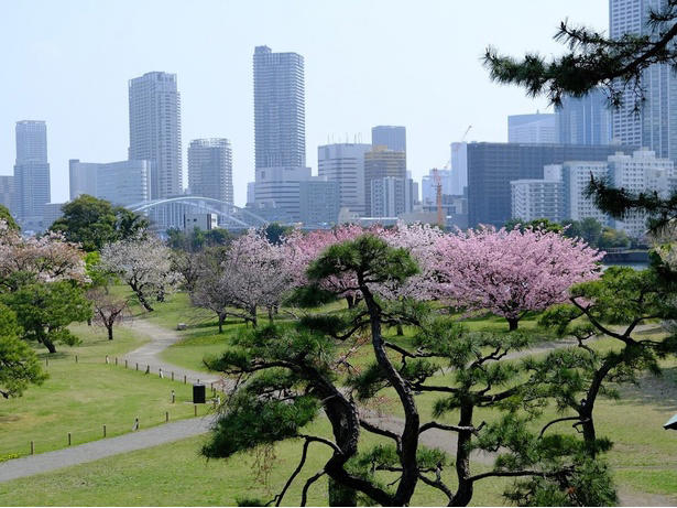 【東北】今見頃・まもなく見頃を迎えそうな名所の桜, 【関東】今見頃・まもなく見頃を迎えそうな名所の桜, 【甲信越】今見頃・まもなく見頃を迎えそうな名所の桜, 【北陸】今見頃・まもなく見頃を迎えそうな名所の桜, 【東海】今見頃・まもなく見頃を迎えそうな名所の桜, 【関西】今見頃・まもなく見頃を迎えそうな名所の桜, 【中国】今見頃・まもなく見頃を迎えそうな名所の桜, 【四国】今見頃・まもなく見頃を迎えそうな名所の桜, 【九州】今見頃・まもなく見頃を迎えそうな名所の桜