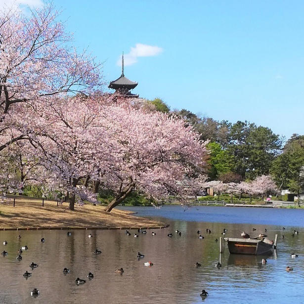 【東北】今見頃・まもなく見頃を迎えそうな名所の桜, 【関東】今見頃・まもなく見頃を迎えそうな名所の桜, 【甲信越】今見頃・まもなく見頃を迎えそうな名所の桜, 【北陸】今見頃・まもなく見頃を迎えそうな名所の桜, 【東海】今見頃・まもなく見頃を迎えそうな名所の桜, 【関西】今見頃・まもなく見頃を迎えそうな名所の桜, 【中国】今見頃・まもなく見頃を迎えそうな名所の桜, 【四国】今見頃・まもなく見頃を迎えそうな名所の桜, 【九州】今見頃・まもなく見頃を迎えそうな名所の桜