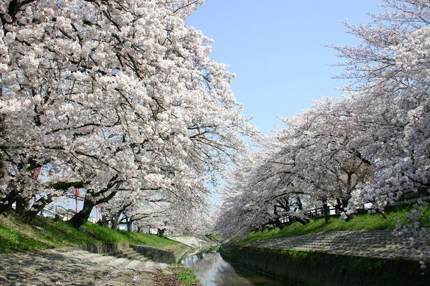 【東北】今見頃・まもなく見頃を迎えそうな名所の桜, 【関東】今見頃・まもなく見頃を迎えそうな名所の桜, 【甲信越】今見頃・まもなく見頃を迎えそうな名所の桜, 【北陸】今見頃・まもなく見頃を迎えそうな名所の桜, 【東海】今見頃・まもなく見頃を迎えそうな名所の桜, 【関西】今見頃・まもなく見頃を迎えそうな名所の桜, 【中国】今見頃・まもなく見頃を迎えそうな名所の桜, 【四国】今見頃・まもなく見頃を迎えそうな名所の桜, 【九州】今見頃・まもなく見頃を迎えそうな名所の桜