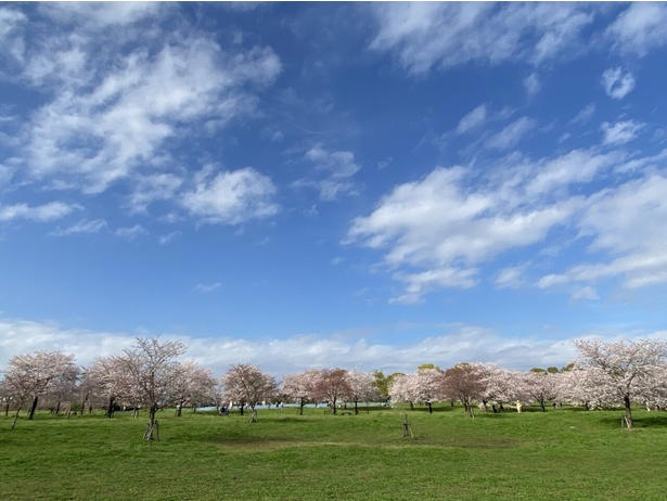 【東北】今見頃・まもなく見頃を迎えそうな名所の桜, 【関東】今見頃・まもなく見頃を迎えそうな名所の桜, 【甲信越】今見頃・まもなく見頃を迎えそうな名所の桜, 【北陸】今見頃・まもなく見頃を迎えそうな名所の桜, 【東海】今見頃・まもなく見頃を迎えそうな名所の桜, 【関西】今見頃・まもなく見頃を迎えそうな名所の桜, 【中国】今見頃・まもなく見頃を迎えそうな名所の桜, 【四国】今見頃・まもなく見頃を迎えそうな名所の桜, 【九州】今見頃・まもなく見頃を迎えそうな名所の桜