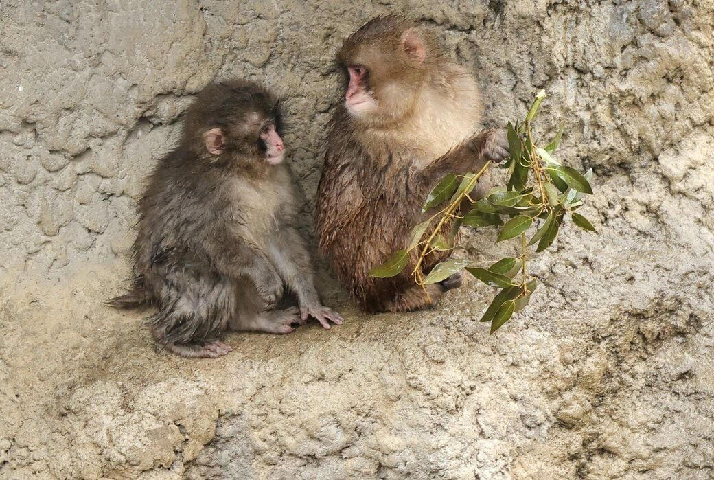 「サル山担当」になり1カ月半で、パンチくんを人工哺育, パンチくんを「保育器に入れなかった」理由, ぬいぐるみは「人への過剰な依存」を避ける目的もある, 群れに戻すことは非常に難しい, 飼育員が「やさしくしてくれるサル」を見極めた, “無邪気で活発”なパンチくんの強み