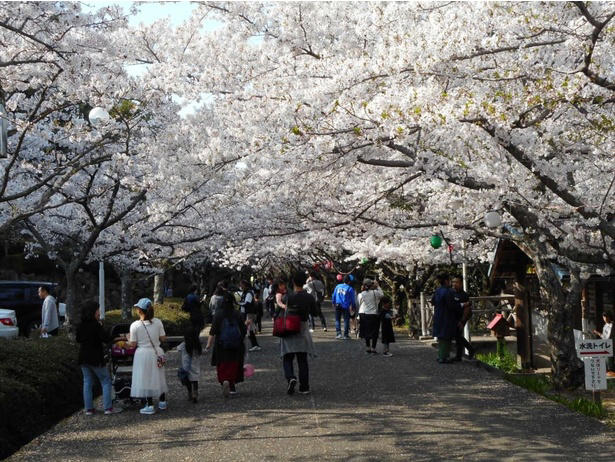 【東北】今見頃・まもなく見頃を迎えそうな名所の桜, 【関東】今見頃・まもなく見頃を迎えそうな名所の桜, 【甲信越】今見頃・まもなく見頃を迎えそうな名所の桜, 【北陸】今見頃・まもなく見頃を迎えそうな名所の桜, 【東海】今見頃・まもなく見頃を迎えそうな名所の桜, 【関西】今見頃・まもなく見頃を迎えそうな名所の桜, 【中国】今見頃・まもなく見頃を迎えそうな名所の桜, 【四国】今見頃・まもなく見頃を迎えそうな名所の桜, 【九州】今見頃・まもなく見頃を迎えそうな名所の桜